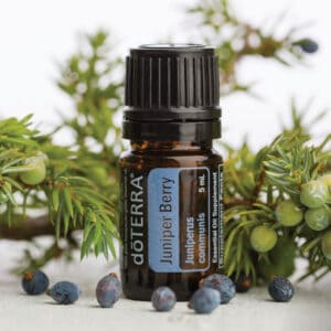 Juniper – JALOVEC SKALNÍ (Juniperus communis)