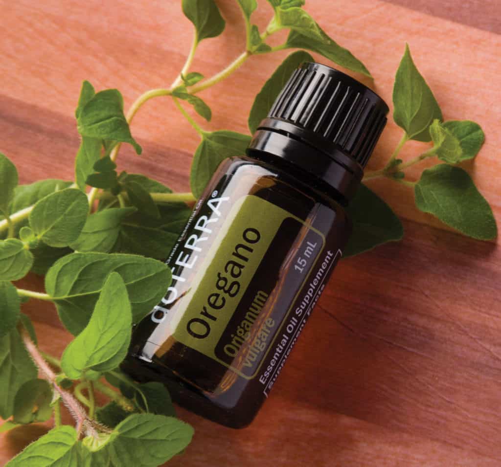 Oregano – DOBROMYSL (Origanum vulgare)