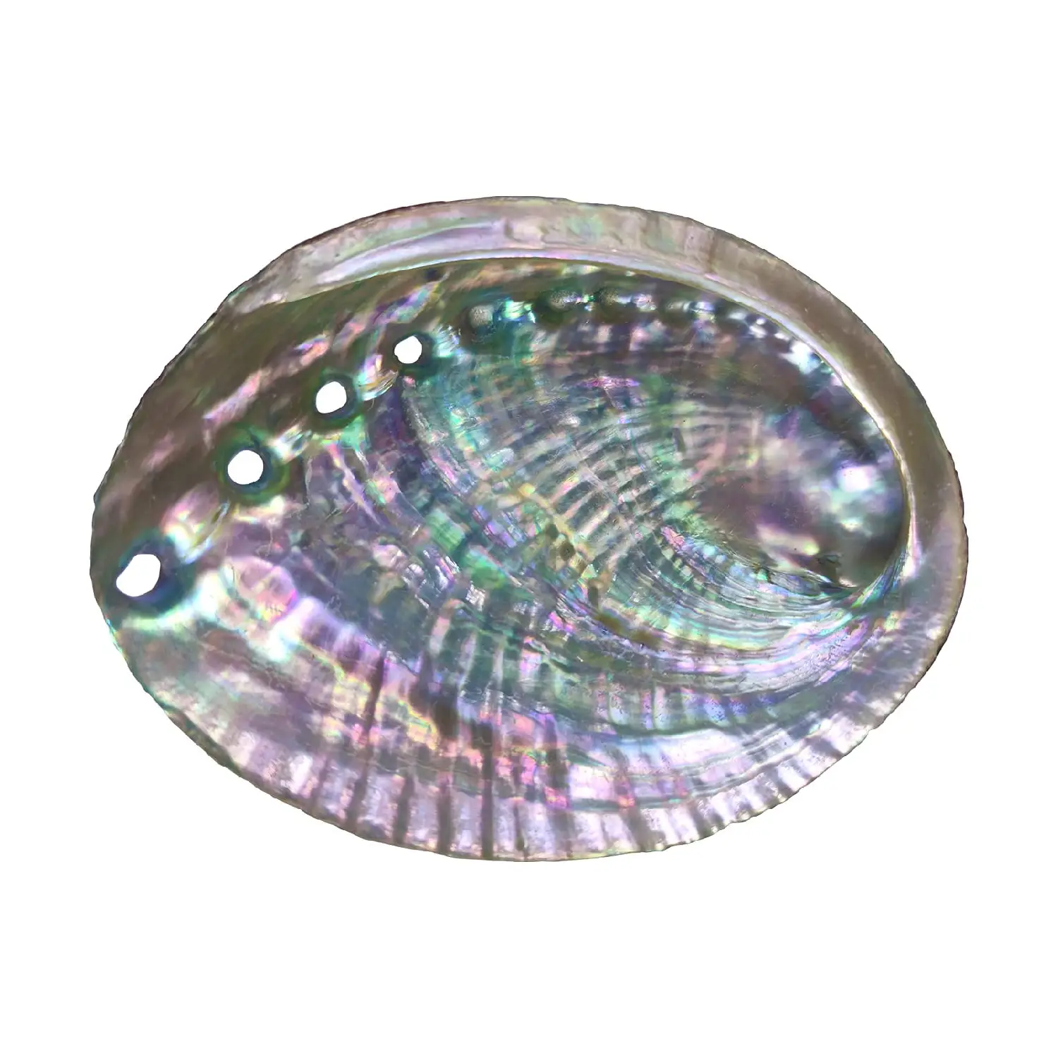 Vykuřovací mušle Abalone - 12 cm