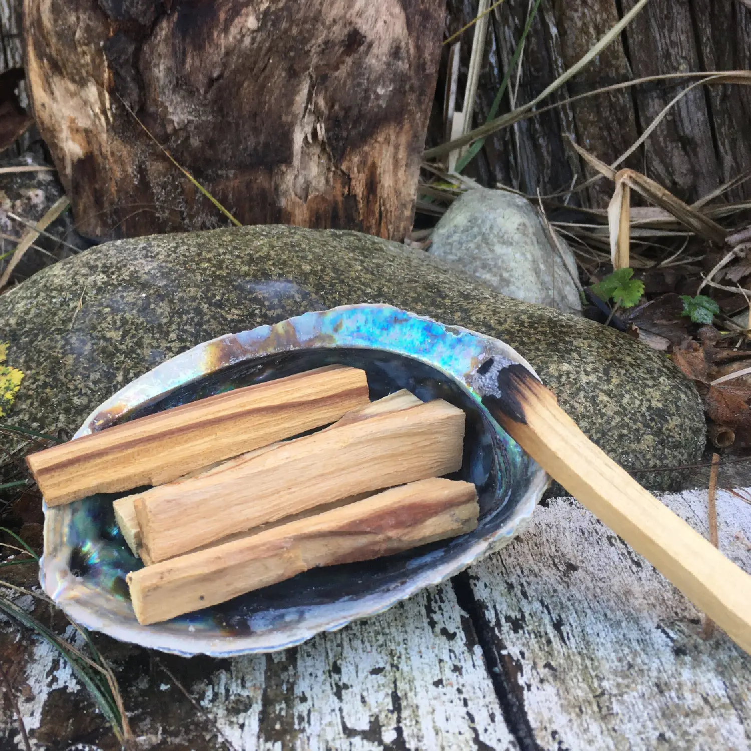 Vykuřovací mušle Abalone - Palo santo